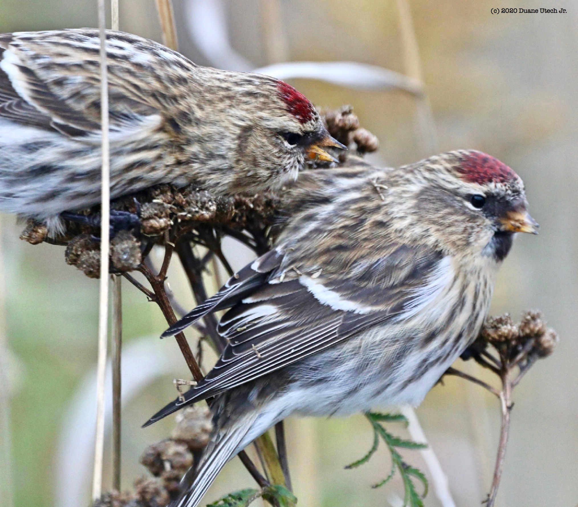 Common Redpoll WOW.jpg